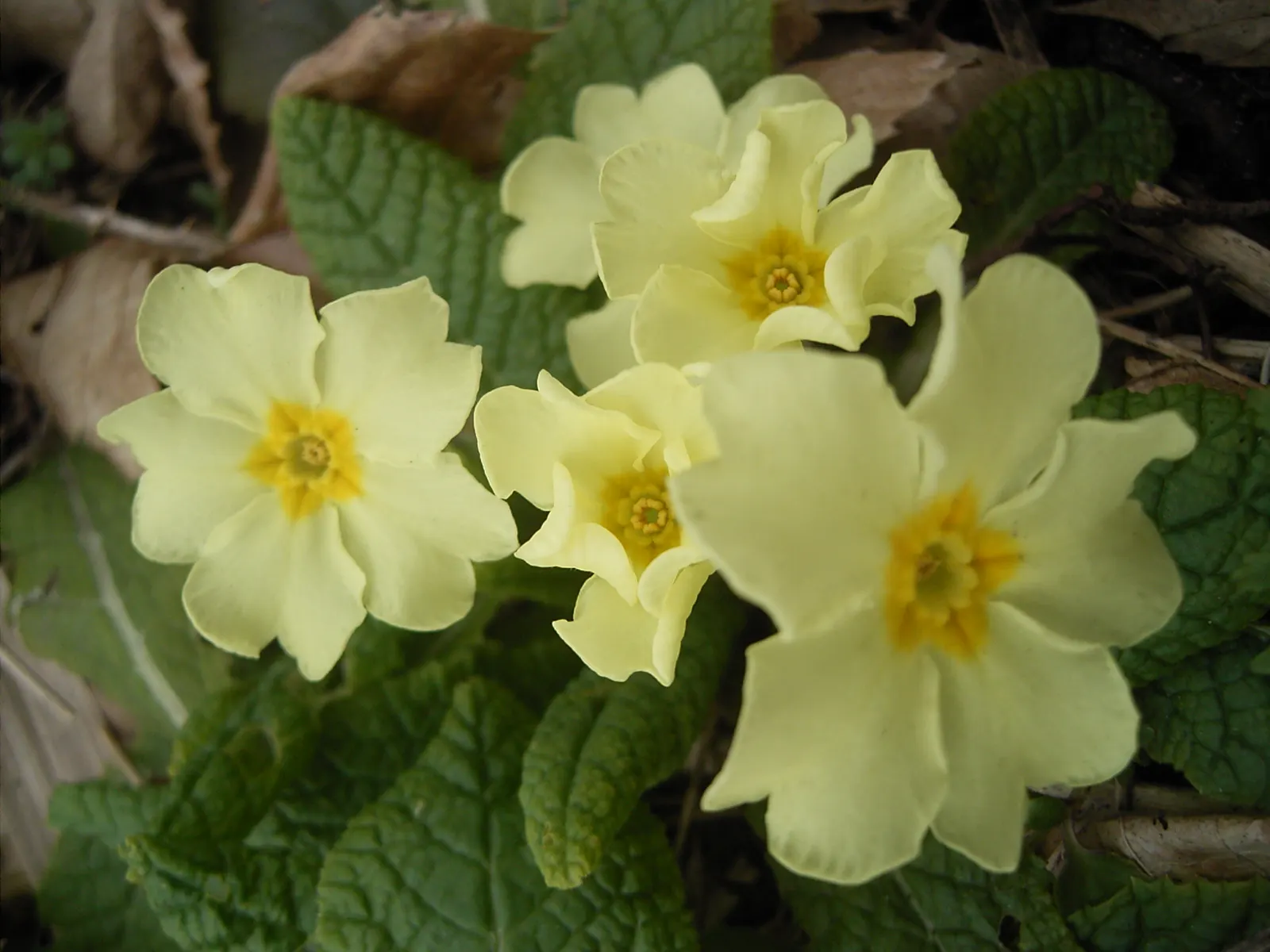 English Primrose (Primula X Polyantha) — Preferring partial shade, this early spring bloomer requires well-draining soil; blue flowers in the garden, image 139