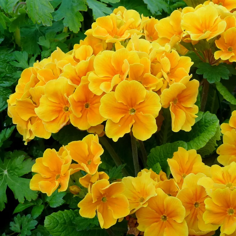 English Primrose (Primula X Polyantha) — Deadheading will encourage further blooming and maintain the plant's compact form; ranging from white to, image 155