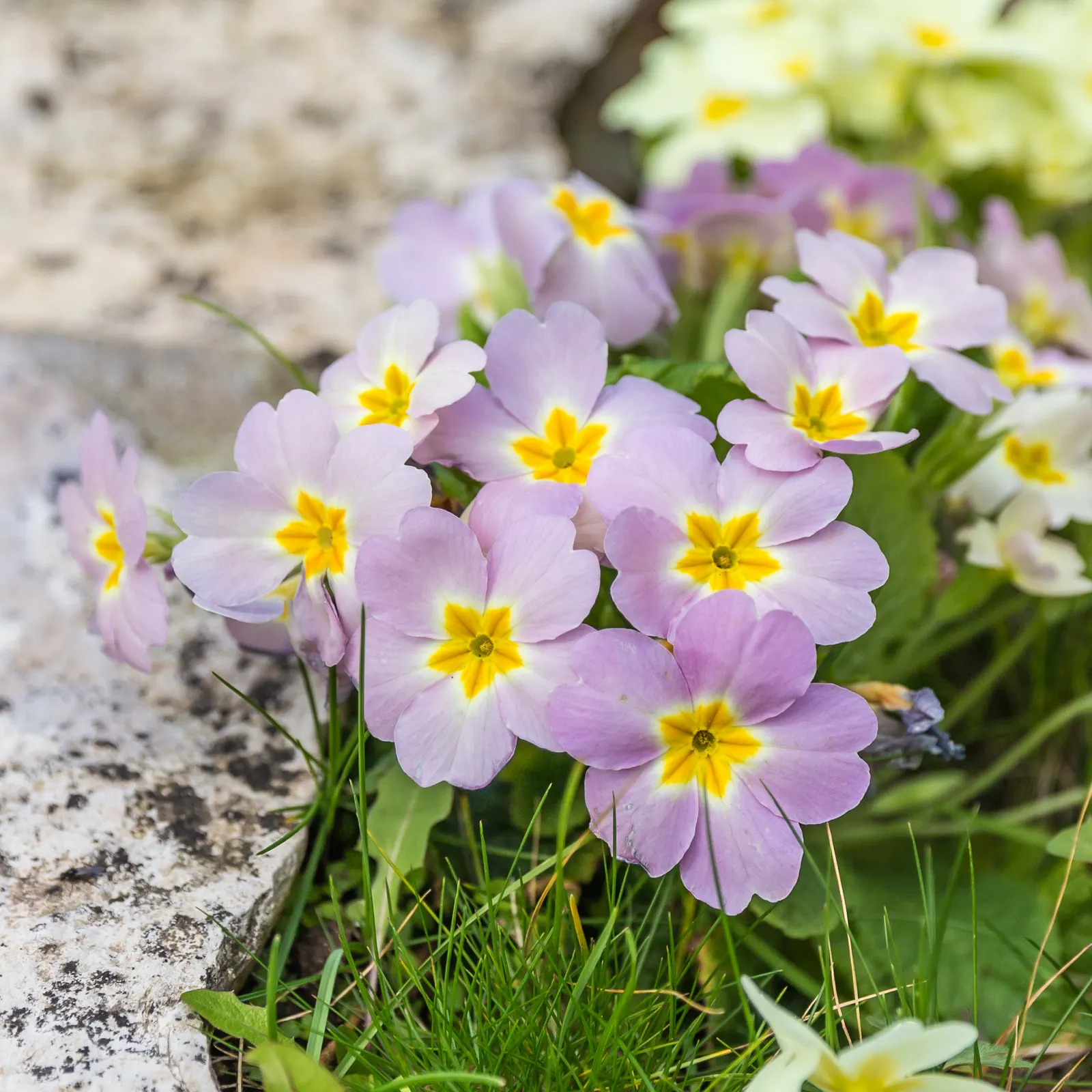 English Primrose (Primula X Polyantha) — Preferring partial shade, this early spring bloomer requires well-draining soil; blue flowers in the garden, image 166