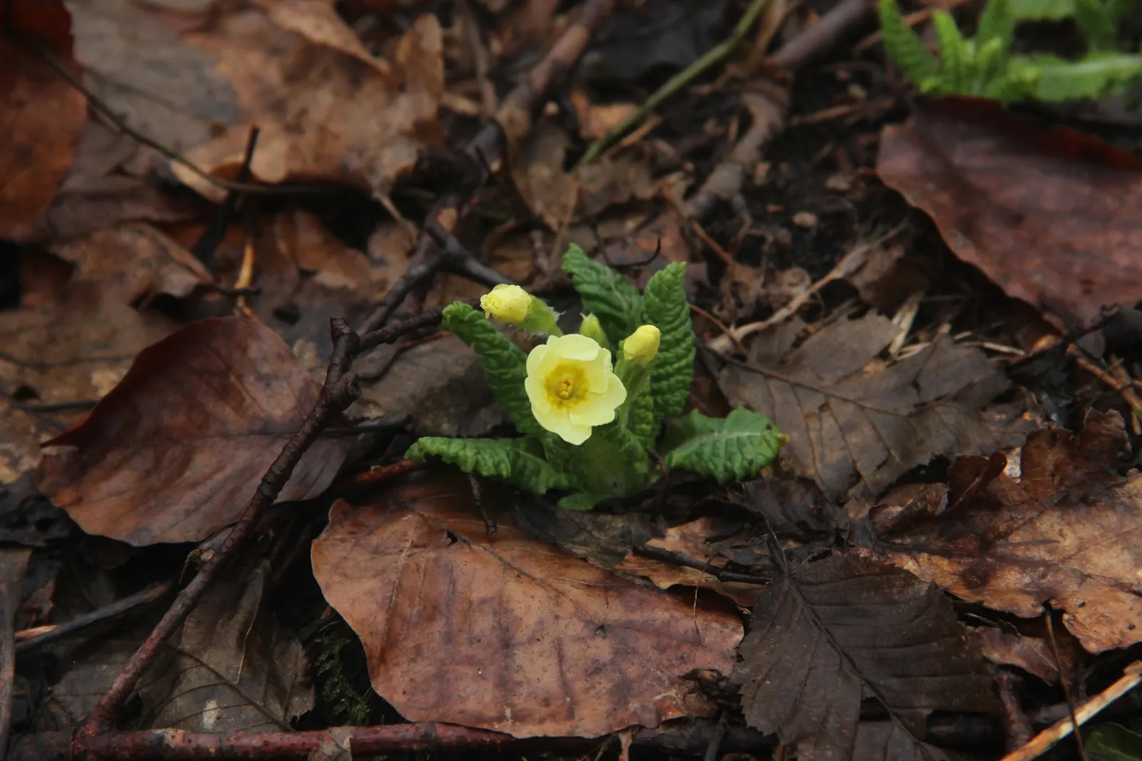 English Primrose (Primula X Polyantha) — offering a charming display of color when few other plants are in bloom; and red to purple and, image 103