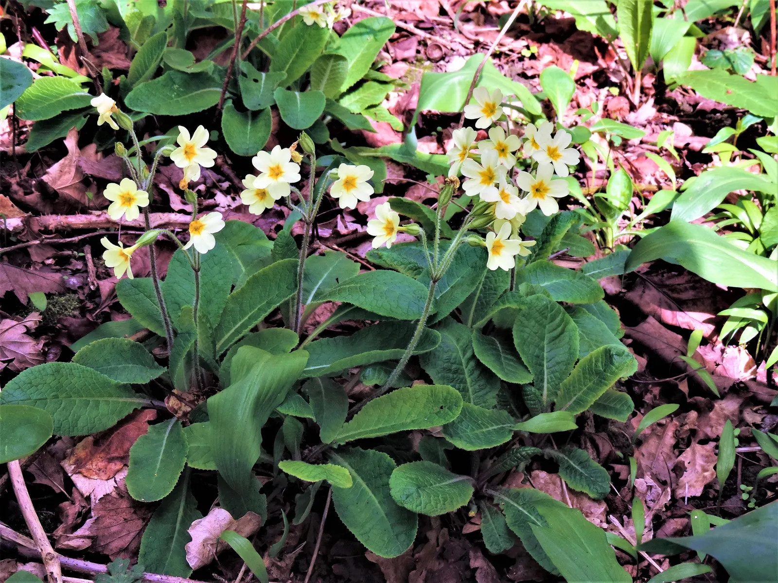 English Primrose (Primula X Polyantha) — It boasts clusters of 0.75 to 1-inch-wide flowers perched atop slender stems, image 149