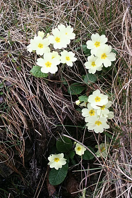 English Primrose (Primula X Polyantha) — Frequent watering is pivotal, especially during dry spells; offering a charming display of color when few, image 127