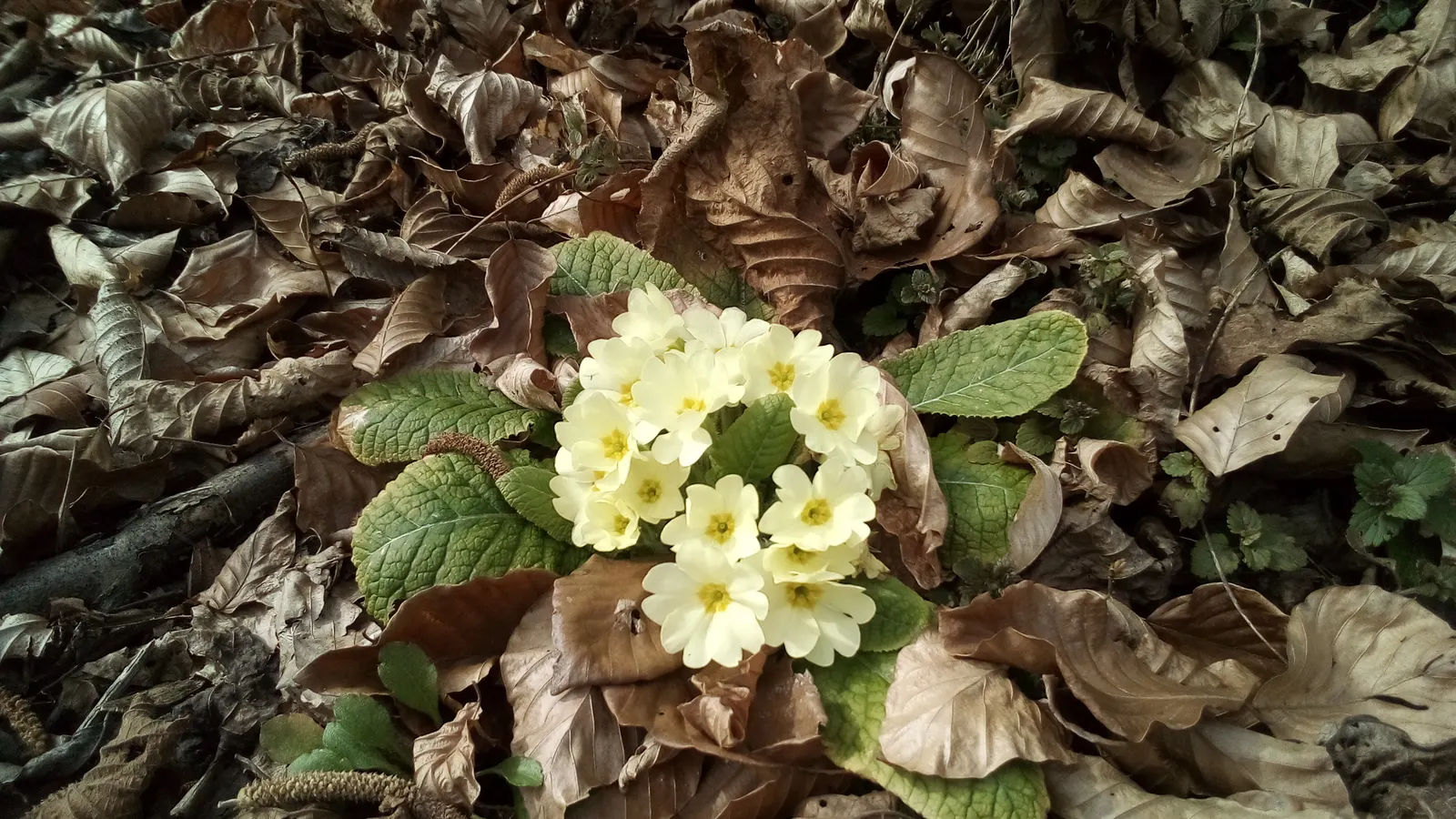 English Primrose (Primula X Polyantha) — and red to purple and yellow.<br><br>For the optimal visual impact and health; is a vibrant perennial, image 97