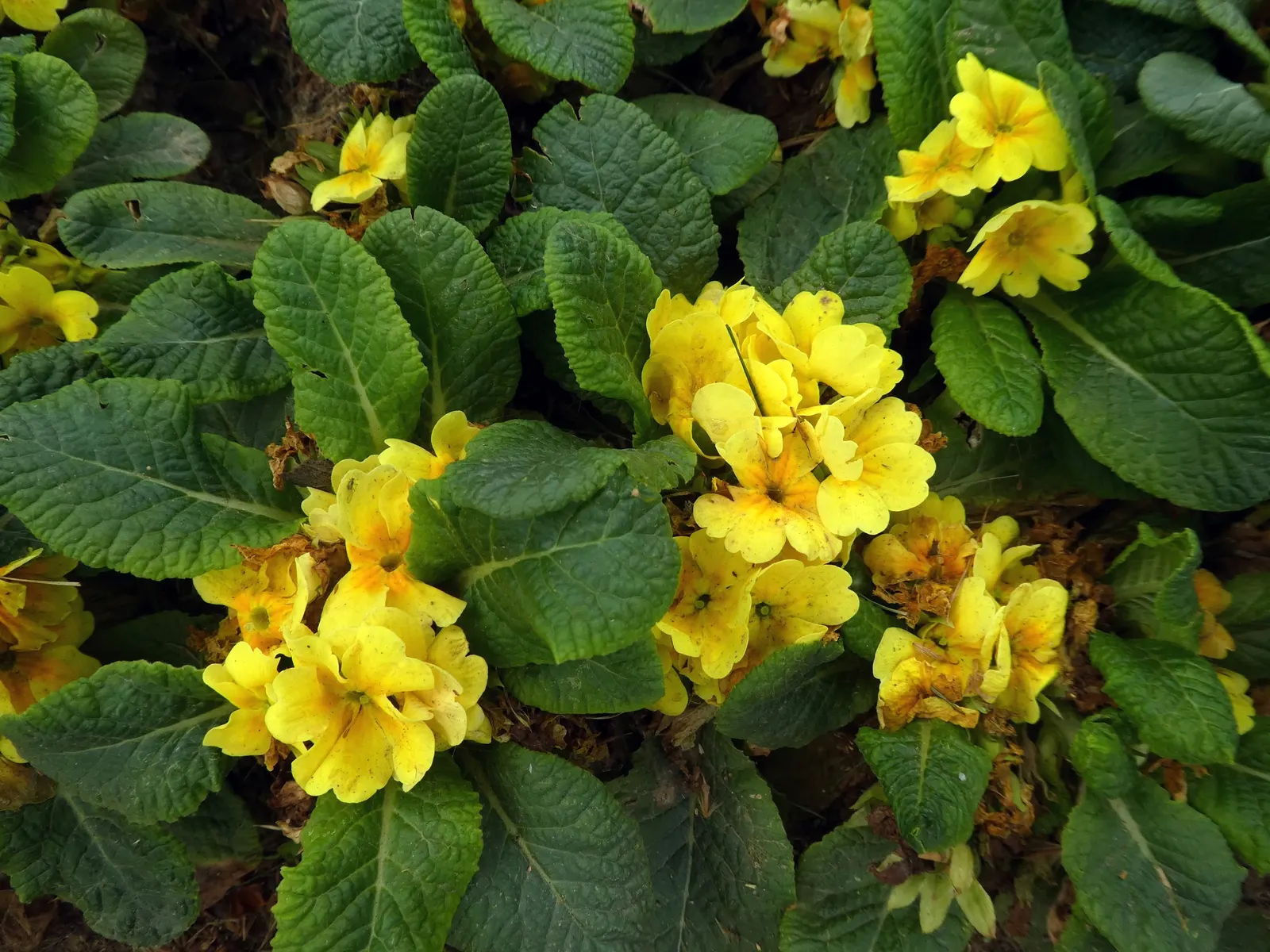 English Primrose (Primula X Polyantha) — Frequent watering is pivotal, especially during dry spells; offering a charming display of color when few, image 100