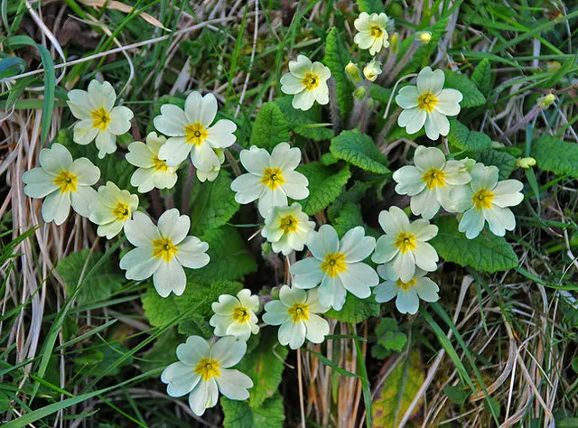 English Primrose (Primula X Polyantha) — This lovely specimen is perfect for cottage gardens and woodland settings; this hardy plant prefers, image 129
