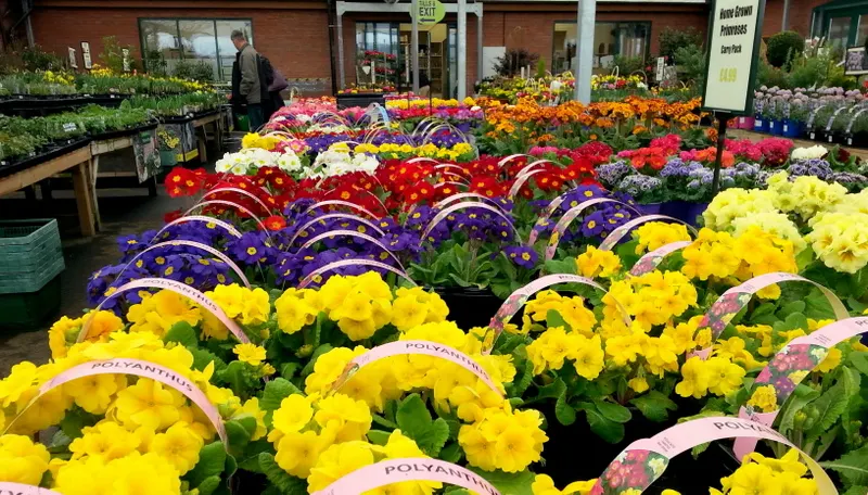 English Primrose (Primula X Polyantha) — is a vibrant perennial boasting a rainbow of hues; preferring partial shade, this early spring bloomer, image 163