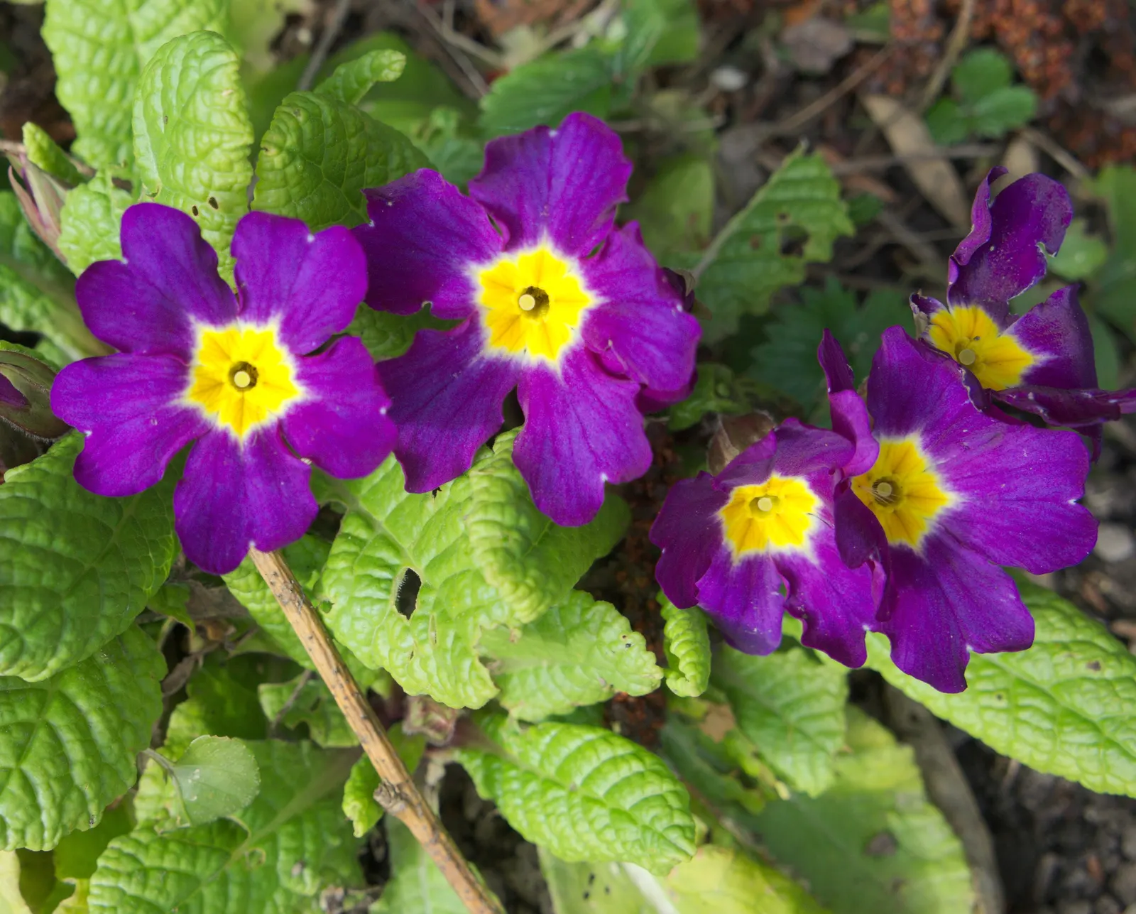 English Primrose (Primula X Polyantha) — so proper location and soil management are crucial for this springtime gem; flourishing in zones 3-8, it, image 132