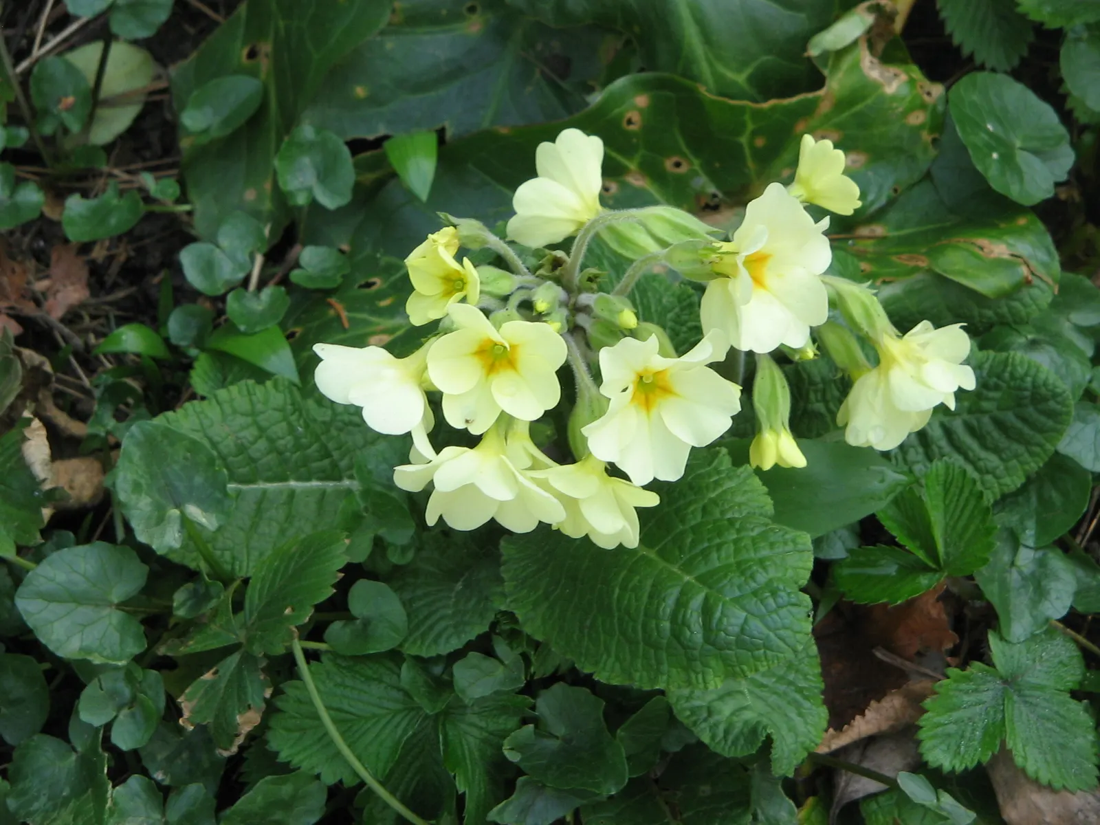 English Primrose (Primula X Polyantha) — ranging from white to deep violet; measuring about 4 to 6 inches in length, image 164