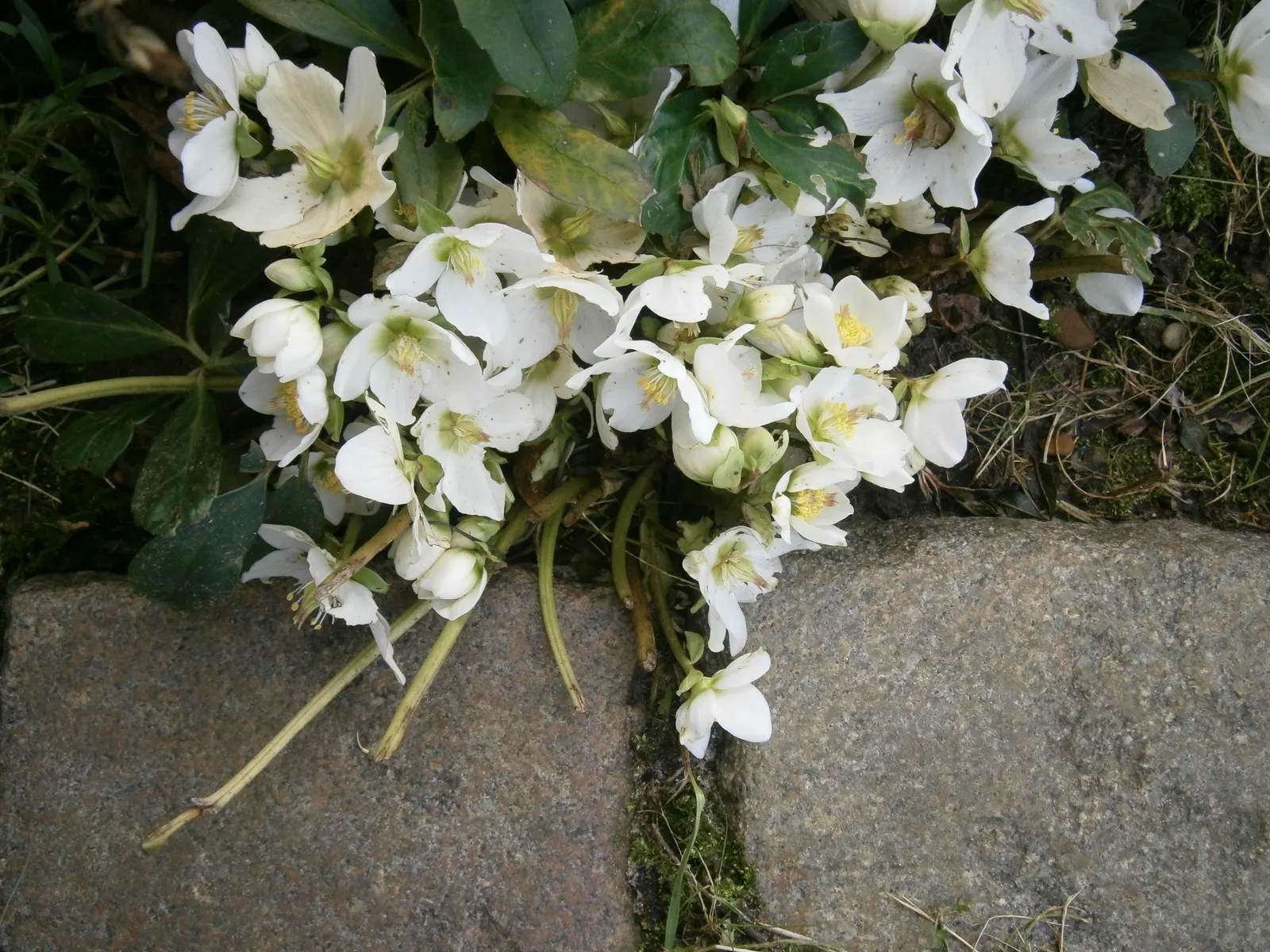 English Primrose (Primula X Polyantha) — <br><br>The English Primrose is notable for its rosette of oblong; making it an excellent ground cover or, image 145