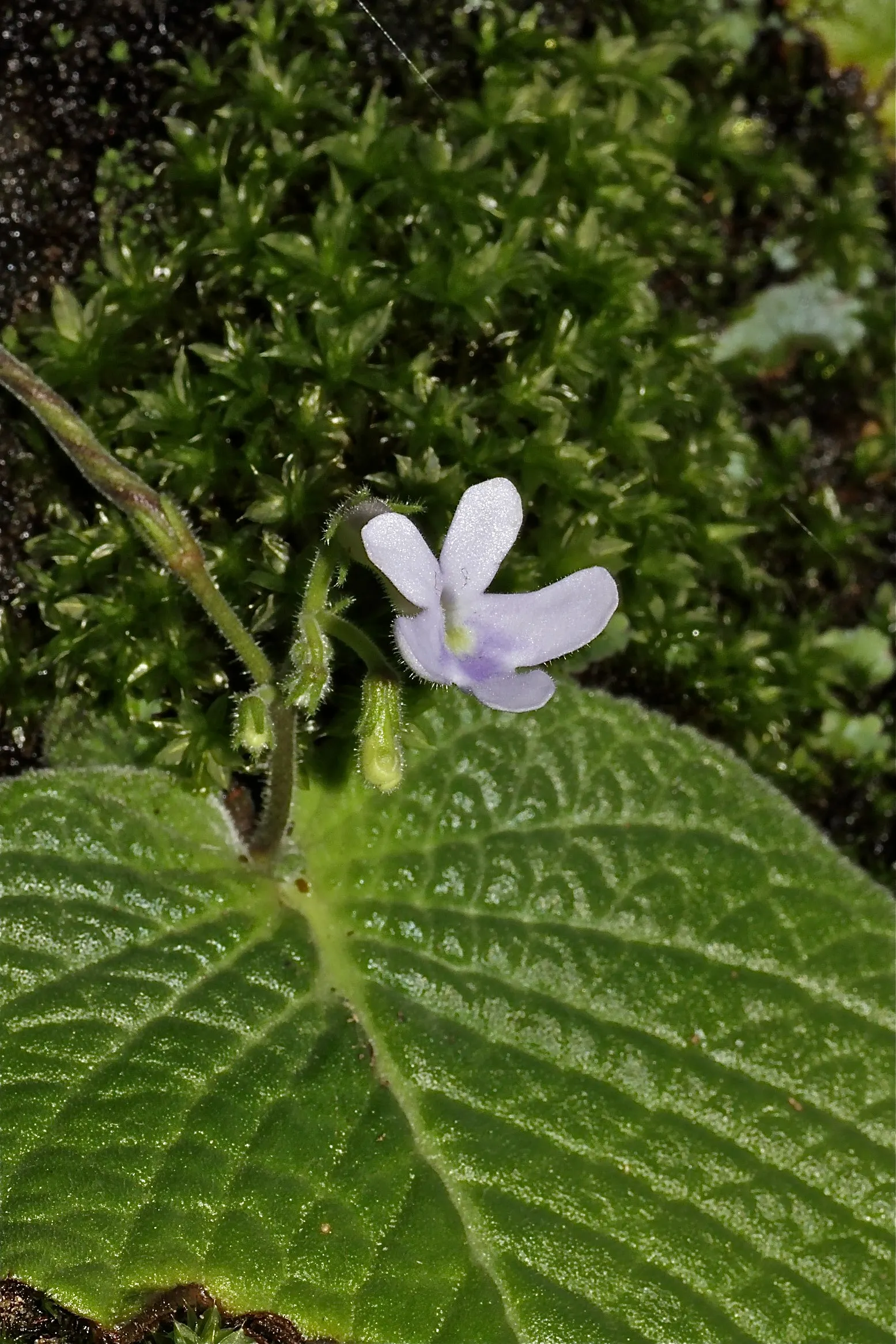 English Primrose (Primula X Polyantha) — measuring about 4 to 6 inches in length; deadheading will encourage further blooming and maintain the, image 146