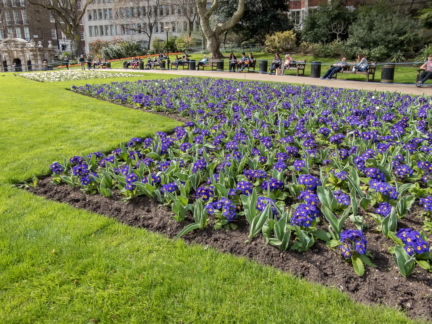 English Primrose (Primula X Polyantha) — blue flowers in the garden; <br><br>The English Primrose is notable for its rosette of oblong, image 160