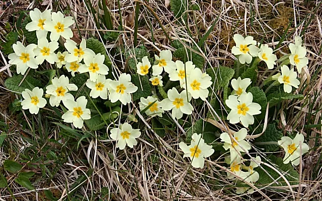 English Primrose (Primula X Polyantha) — plant English Primroses 6 to 12 inches apart in fertile; a hybrid of Primula vulgaris and Primula veris, image 125