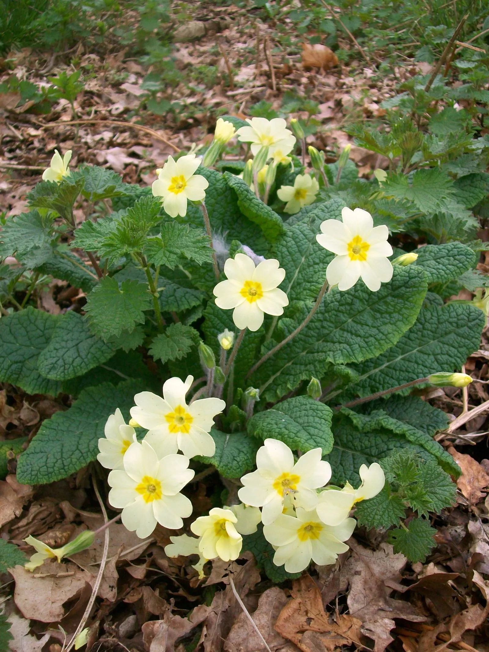 English Primrose (Primula X Polyantha) — A hybrid of Primula vulgaris and Primula veris, it typically flourishes in USDA hardiness zones 5 through, image 116