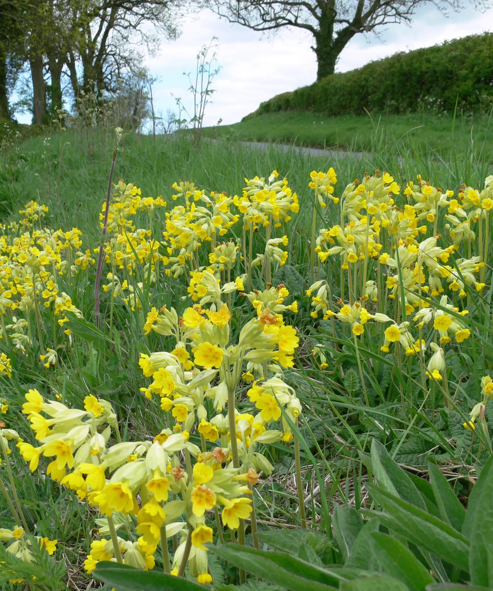 English Primrose (Primula X Polyantha) — making it an excellent ground cover or border plant; is a perennial favorite that adds a burst of color to, image 67