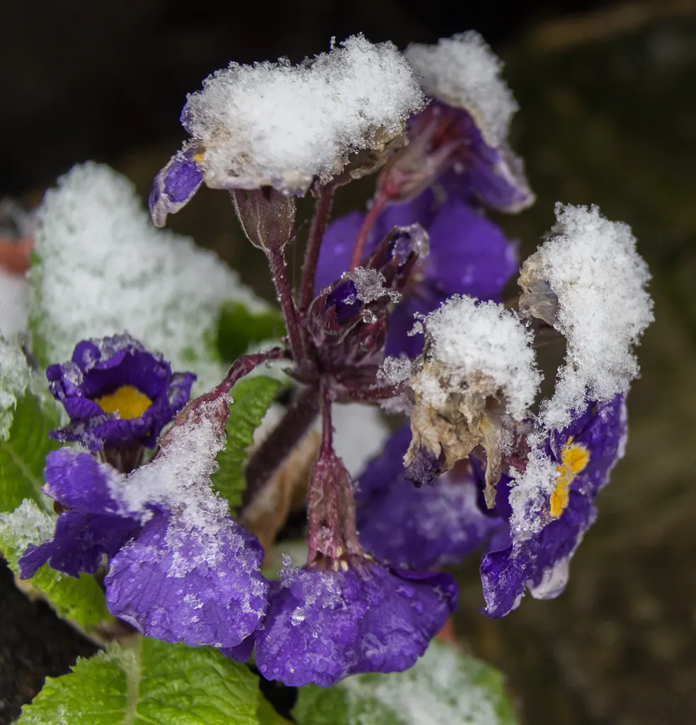 English Primrose (Primula X Polyantha) — annual / ground cover with blue blooms; plant English Primroses 6 to 12 inches apart in fertile, image 161