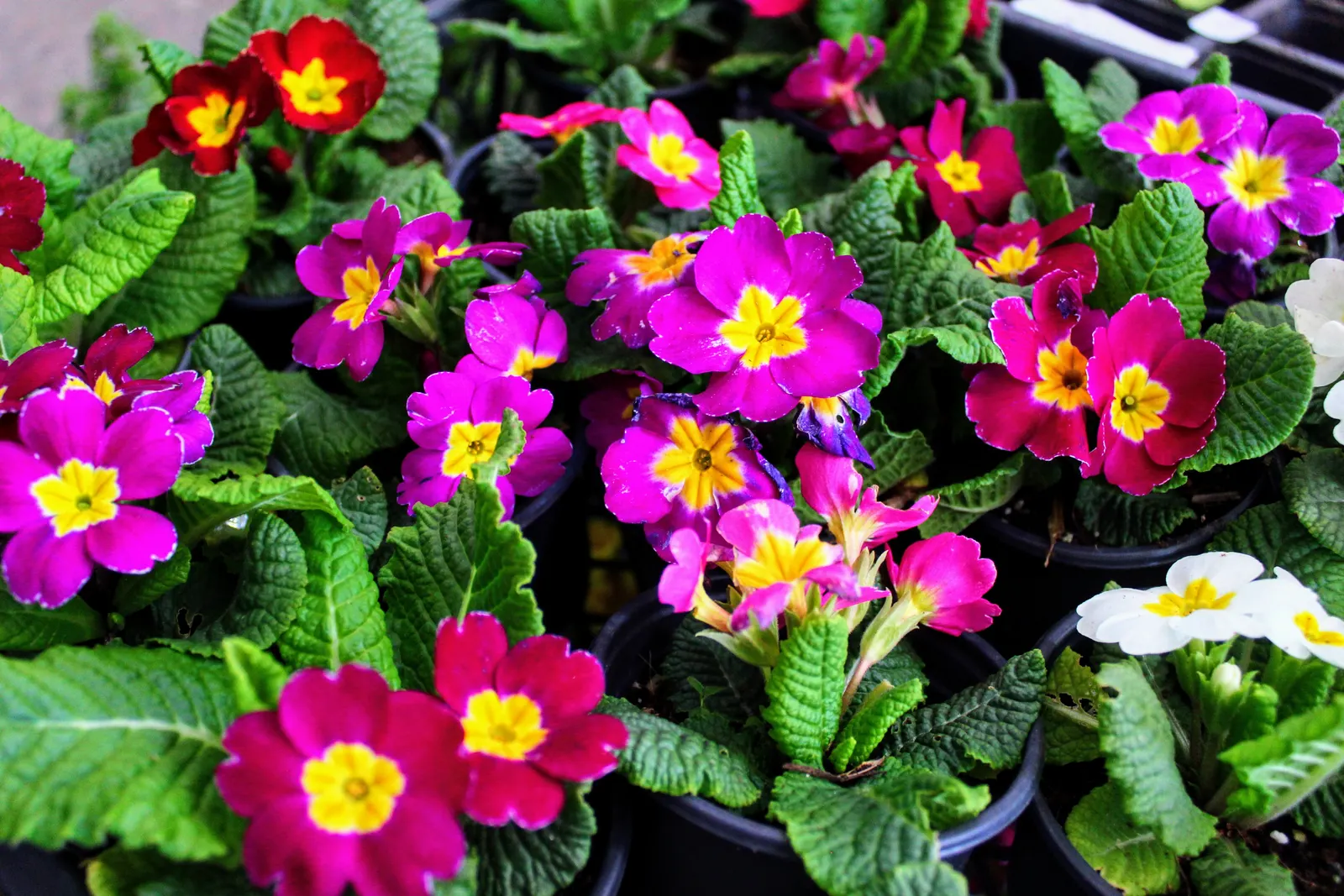 English Primrose (Primula X Polyantha) — is a vibrant perennial boasting a rainbow of hues; preferring partial shade, this early spring bloomer, image 136
