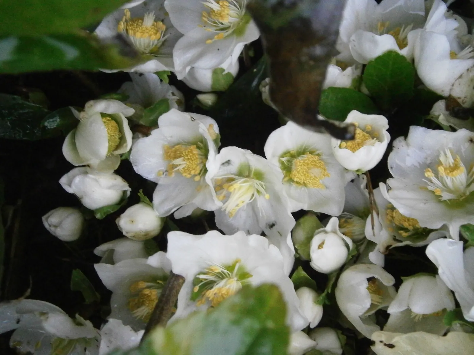 English Primrose (Primula X Polyantha) — is a perennial favorite that adds a burst of color to early spring landscapes; frequent watering is pivotal, image 142