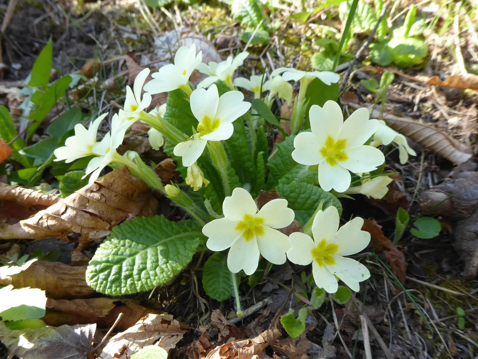 English Primrose (Primula X Polyantha) — Its lush rosettes and fragrant clusters are perfect for borders, rock gardens, or as ground cover, image 140