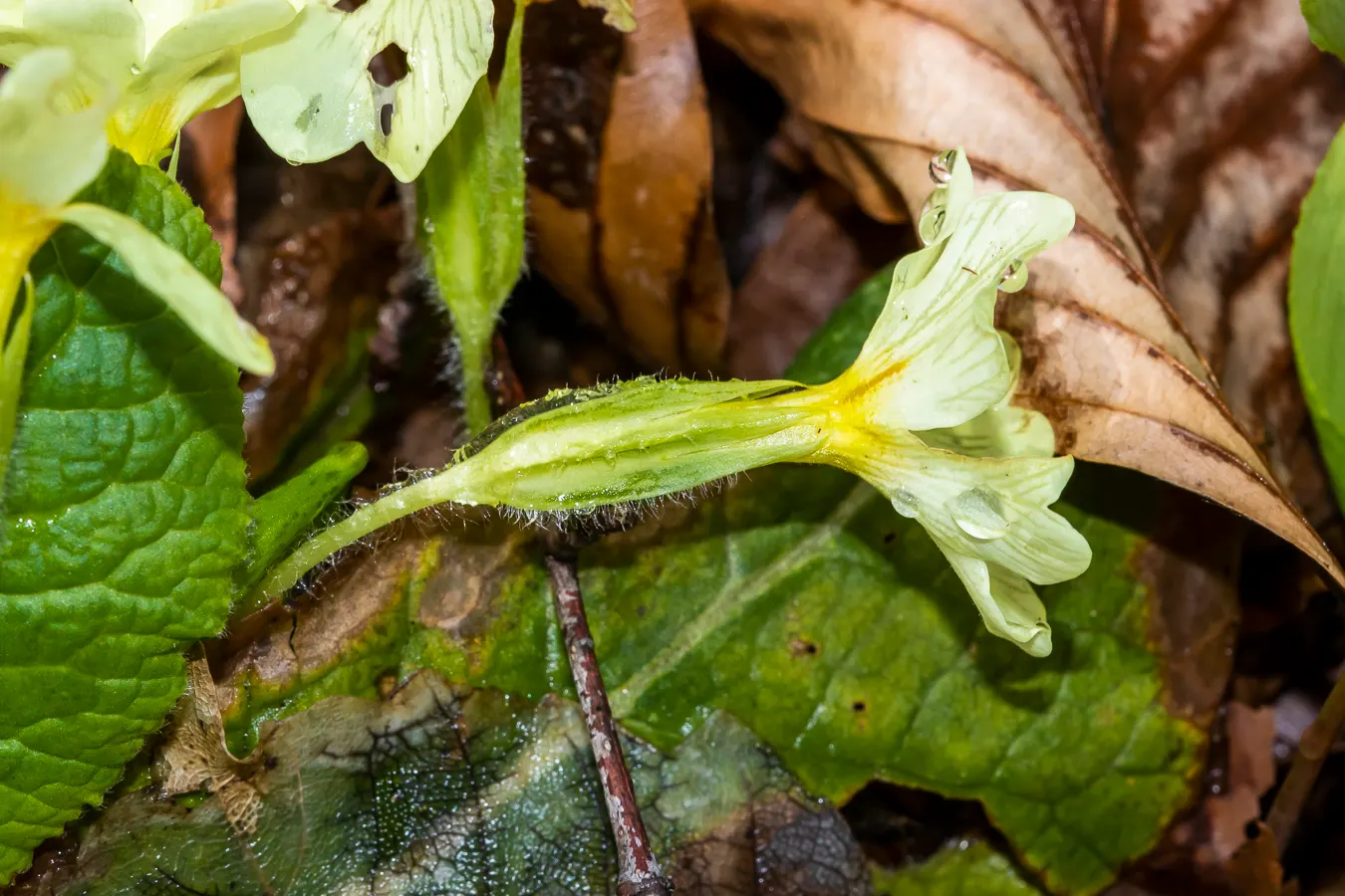 English Primrose (Primula X Polyantha) — ranging from white to deep violet; measuring about 4 to 6 inches in length, image 110