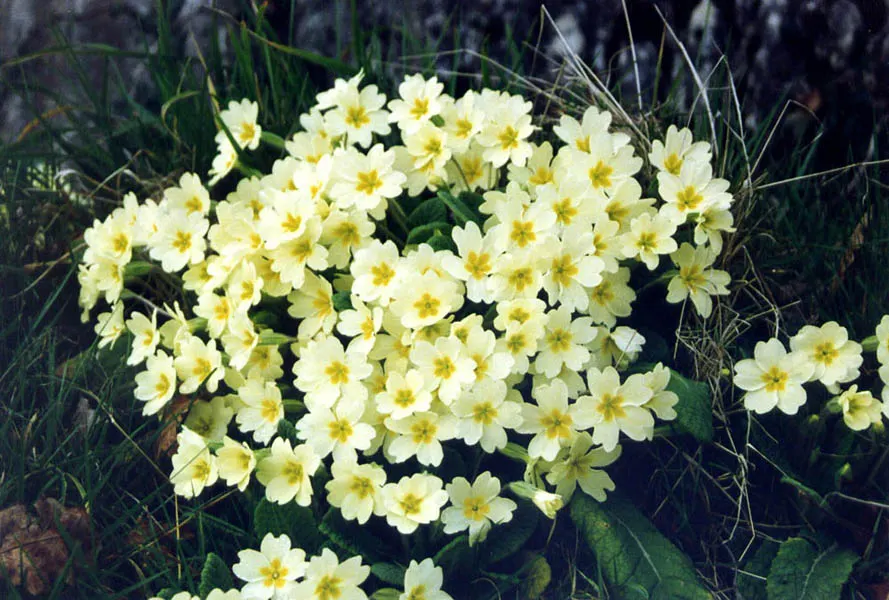 English Primrose (Primula X Polyantha) — This lovely specimen is perfect for cottage gardens and woodland settings; this hardy plant prefers, image 102