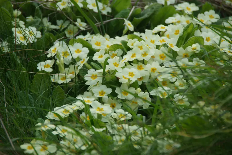 English Primrose (Primula X Polyantha) — Preferring partial shade, this early spring bloomer requires well-draining soil; blue flowers in the garden, image 112