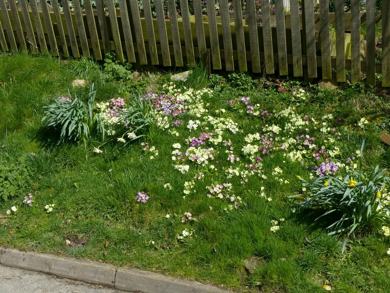 English Primrose (Primula X Polyantha) — is a perennial favorite that adds a burst of color to early spring landscapes; frequent watering is pivotal, image 61