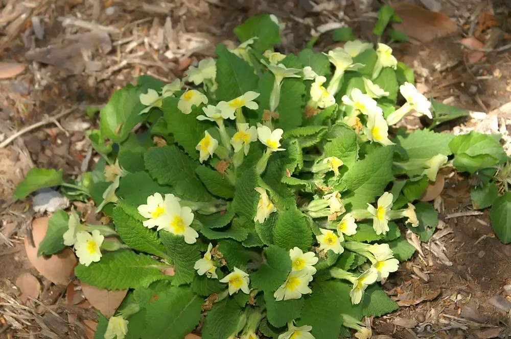 English Primrose (Primula X Polyantha) — and red to purple and yellow.<br><br>For the optimal visual impact and health; is a vibrant perennial, image 124