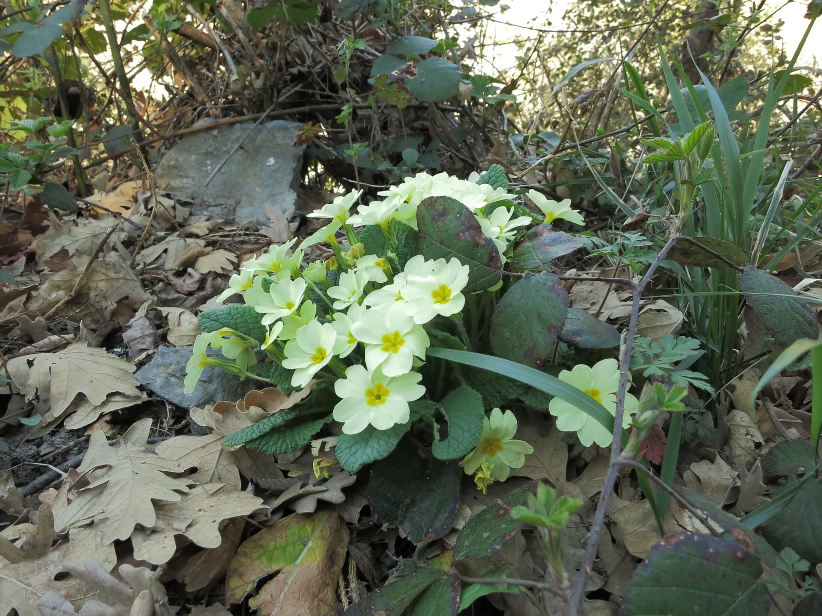 English Primrose (Primula X Polyantha) — It boasts clusters of 0.75 to 1-inch-wide flowers perched atop slender stems, image 122