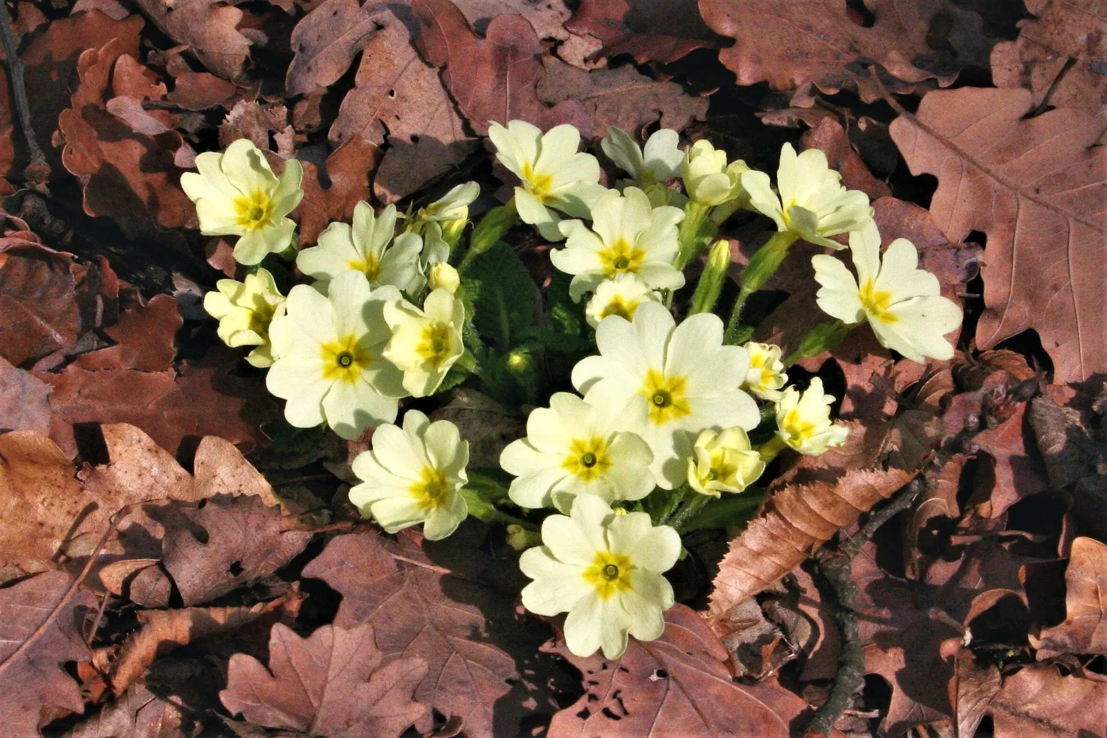 English Primrose (Primula X Polyantha) — is a perennial favorite that adds a burst of color to early spring landscapes; frequent watering is pivotal, image 115