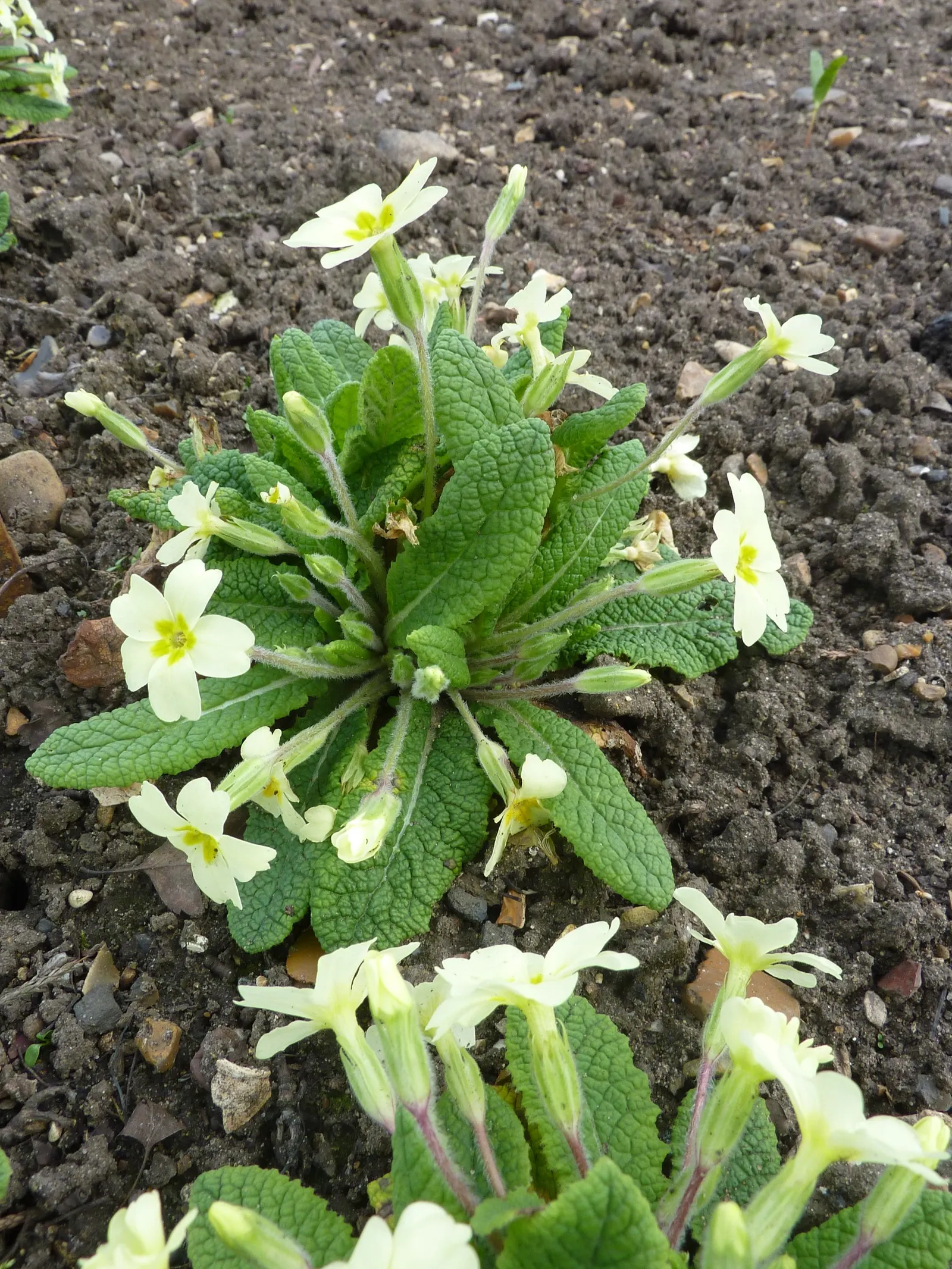 English Primrose (Primula X Polyantha) — Deadheading will encourage further blooming and maintain the plant's compact form; ranging from white to, image 128