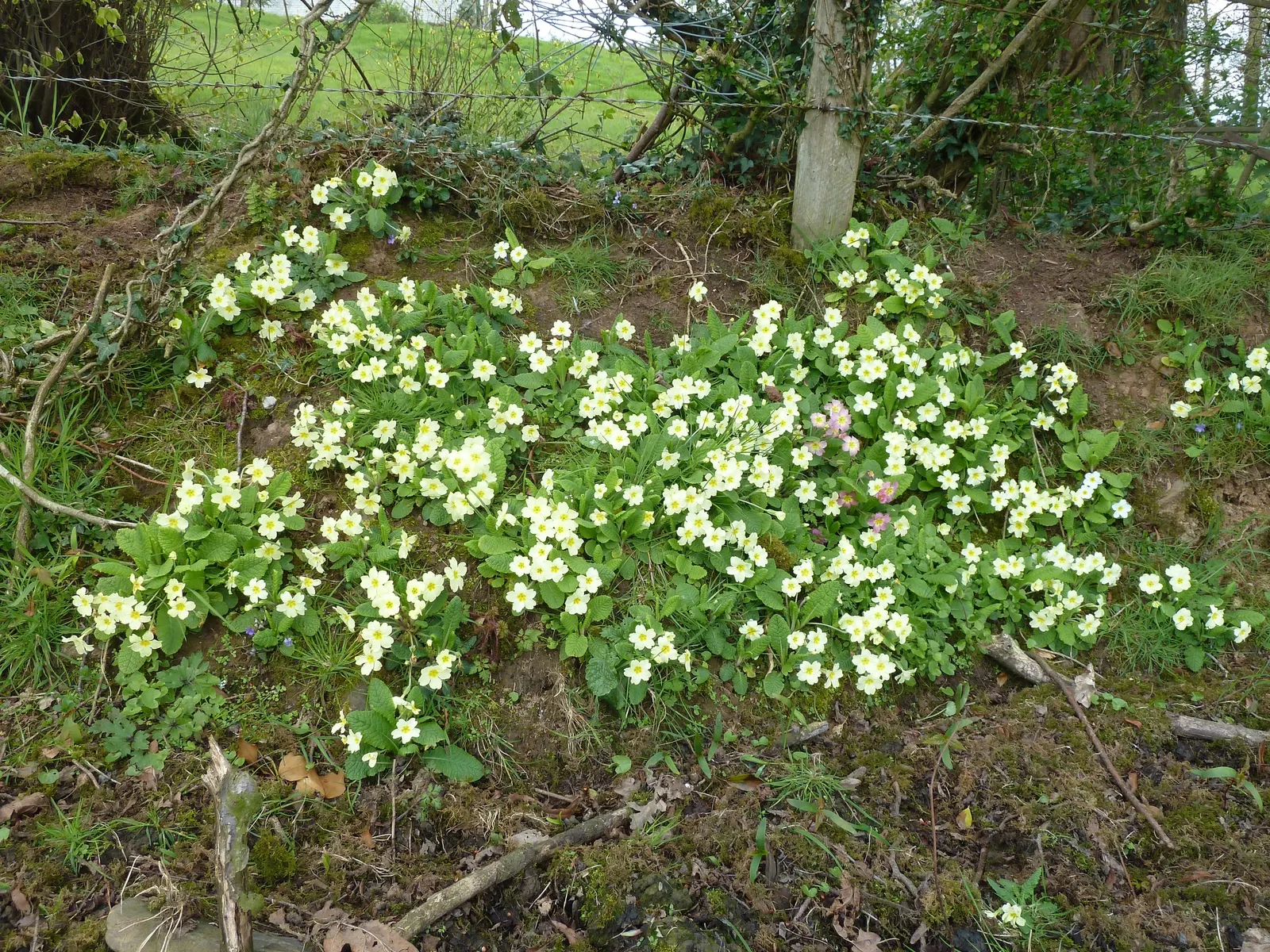 English Primrose (Primula X Polyantha) — annual / ground cover for half; so proper location and soil management are crucial for this springtime gem, image 135
