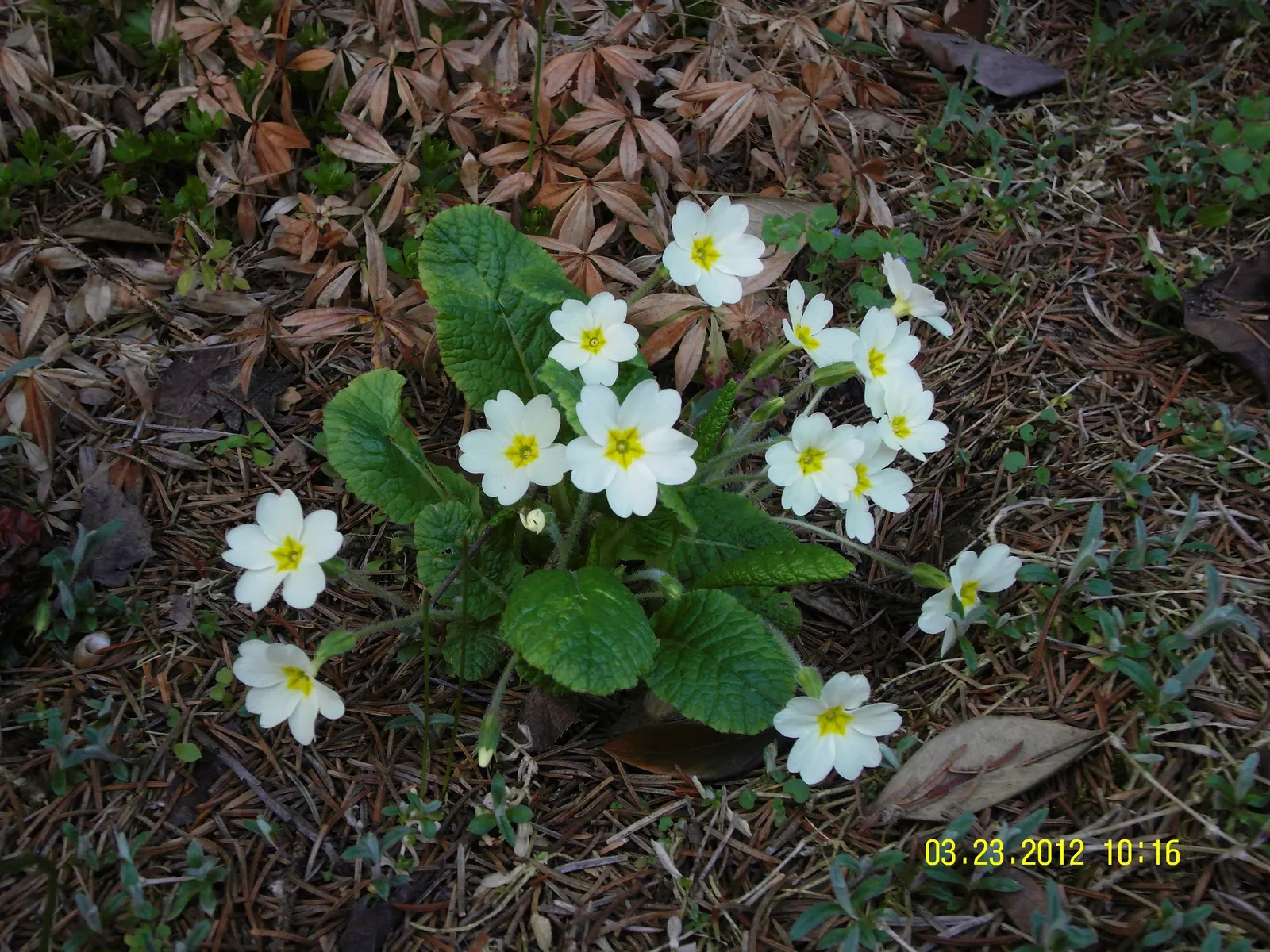 English Primrose (Primula X Polyantha) — so proper location and soil management are crucial for this springtime gem; flourishing in zones 3-8, it, image 105