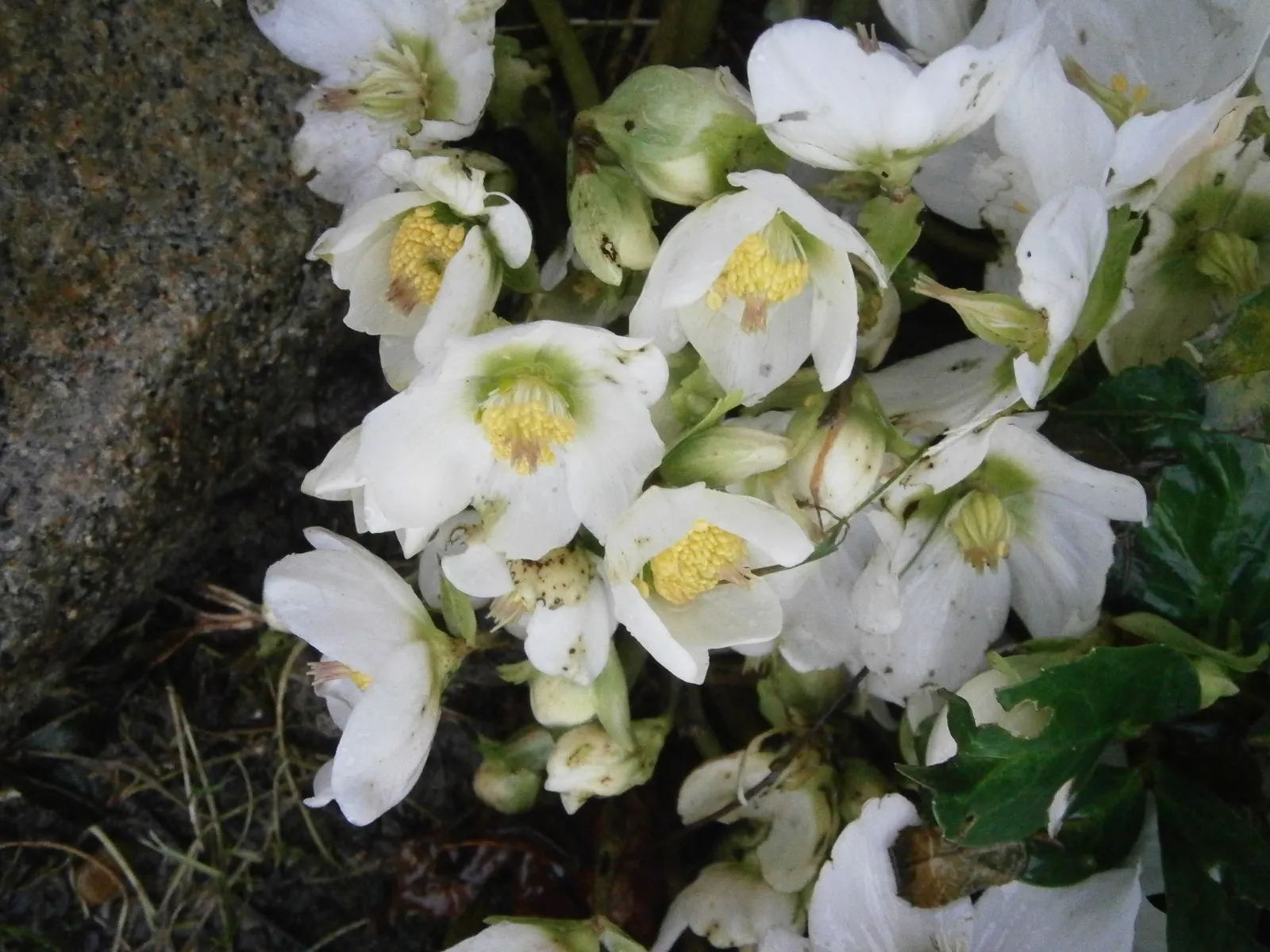 English Primrose (Primula X Polyantha) — This lovely specimen is perfect for cottage gardens and woodland settings; this hardy plant prefers, image 156