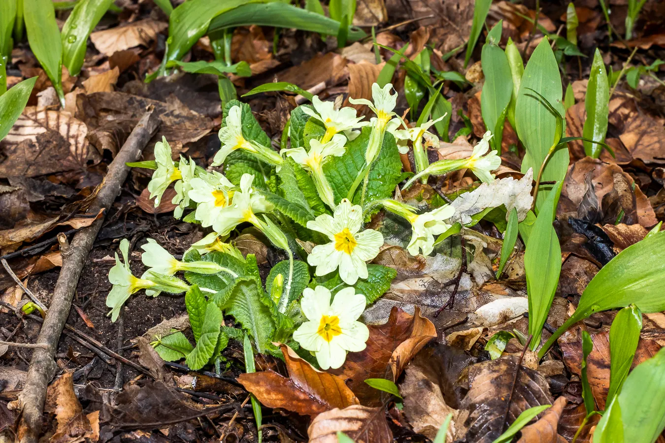 English Primrose (Primula X Polyantha) — blue flowers in the garden; <br><br>The English Primrose is notable for its rosette of oblong, image 106