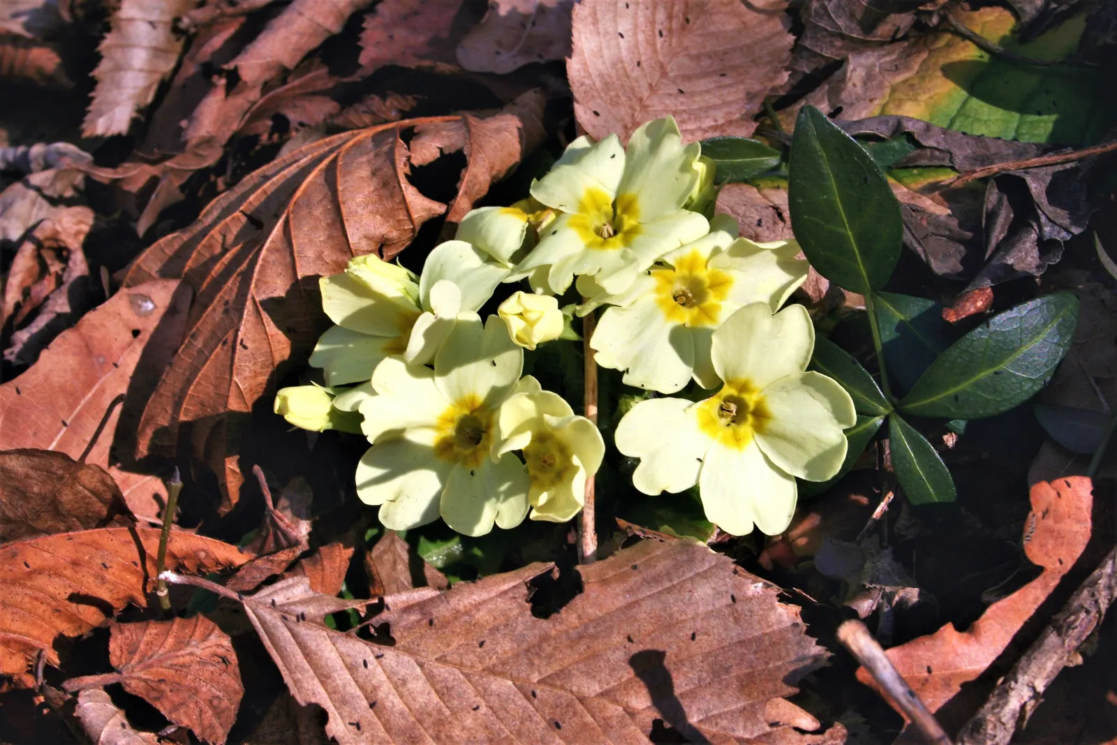 English Primrose (Primula X Polyantha) — the plant reaches a modest height of 6 to 12 inches with an equal spread; annual / ground cover for half, image 120