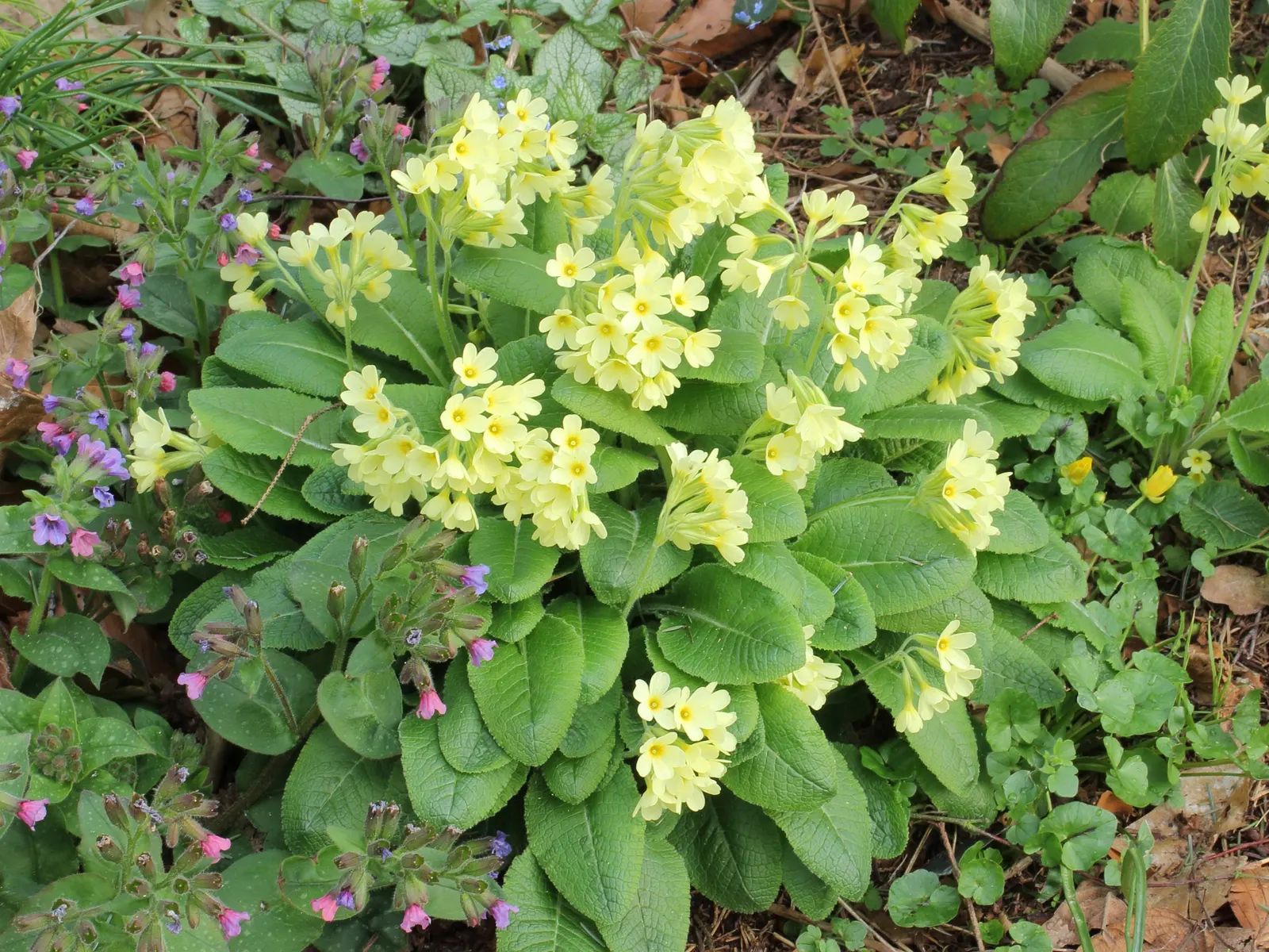English Primrose (Primula X Polyantha) — Frequent watering is pivotal, especially during dry spells; offering a charming display of color when few, image 154