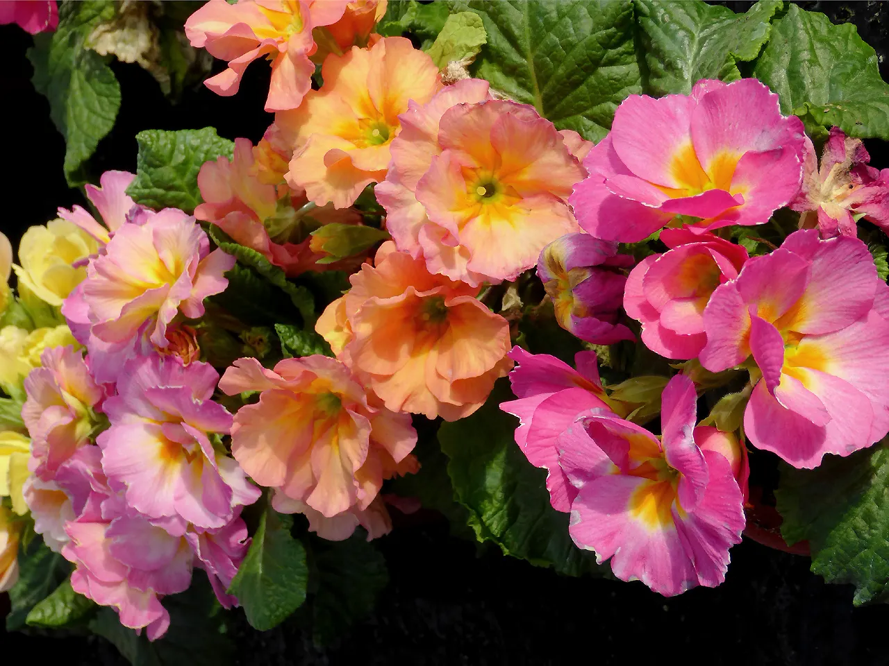 English Primrose (Primula X Polyantha) — annual / ground cover for half; so proper location and soil management are crucial for this springtime gem, image 162
