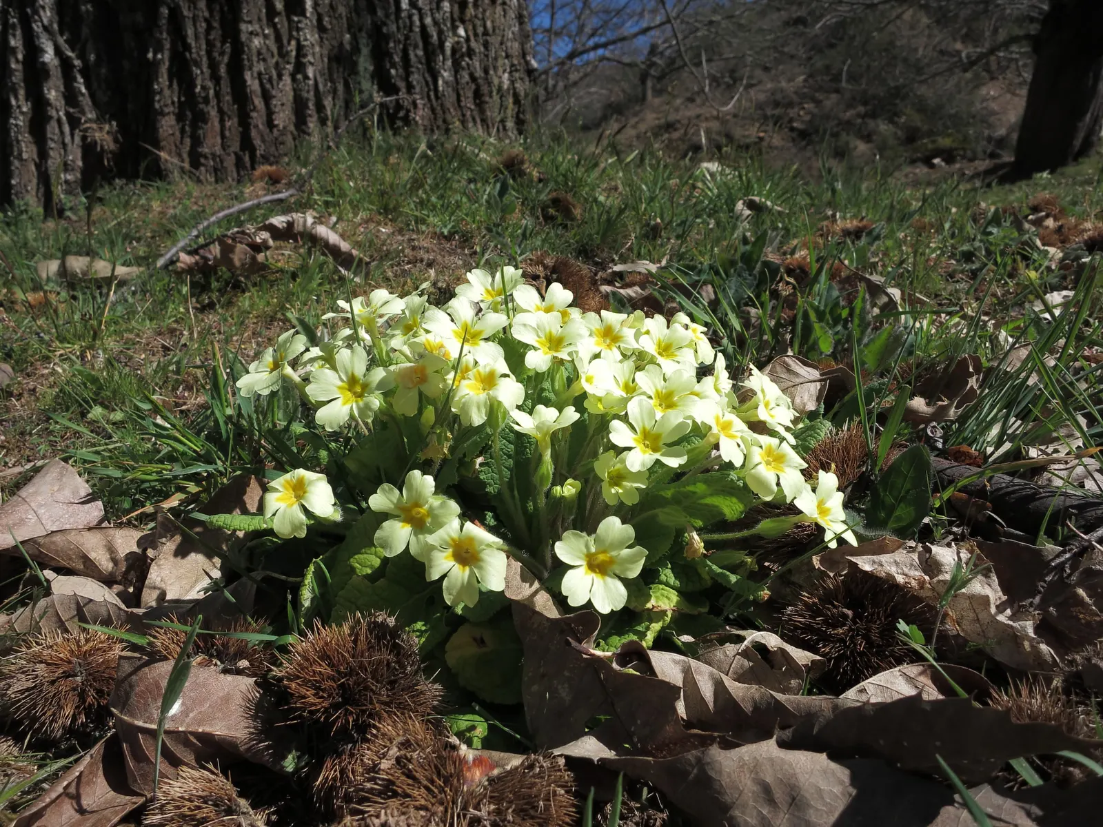 English Primrose (Primula X Polyantha) — Hardy and low-maintenance, it adds a charming pop of color; the plant reaches a modest height of 6 to 12, image 60