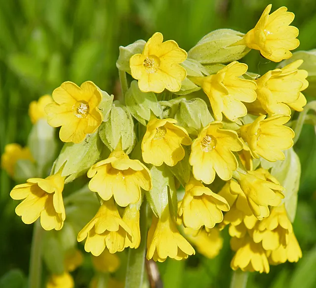 English Primrose (Primula X Polyantha) — and red to purple and yellow.<br><br>For the optimal visual impact and health; is a vibrant perennial, image 70