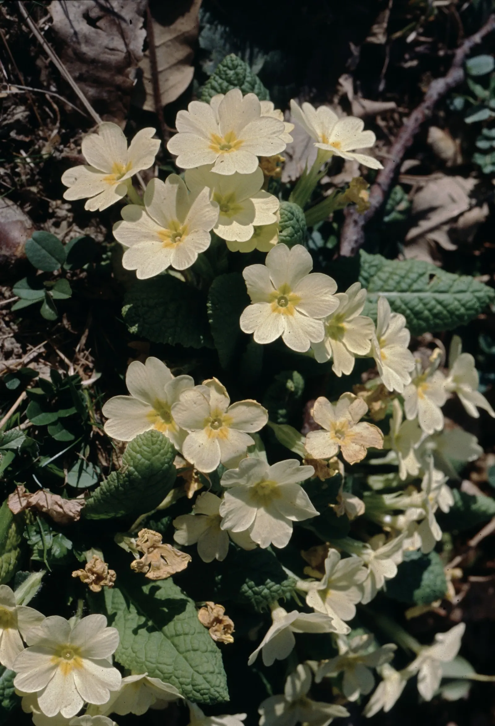 English Primrose (Primula X Polyantha) — making it an excellent ground cover or border plant; is a perennial favorite that adds a burst of color to, image 121