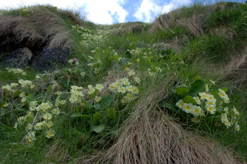 English Primrose (Primula X Polyantha) — annual / ground cover with blue blooms; plant English Primroses 6 to 12 inches apart in fertile, image 107
