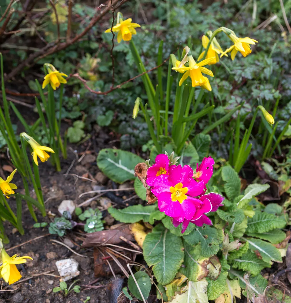 English Primrose (Primula X Polyantha) — so proper location and soil management are crucial for this springtime gem; flourishing in zones 3-8, it, image 159