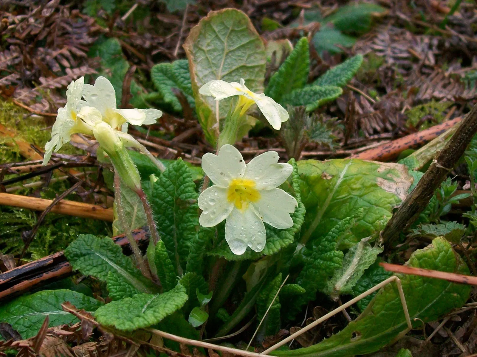 English Primrose (Primula X Polyantha) — measuring about 4 to 6 inches in length; deadheading will encourage further blooming and maintain the, image 119