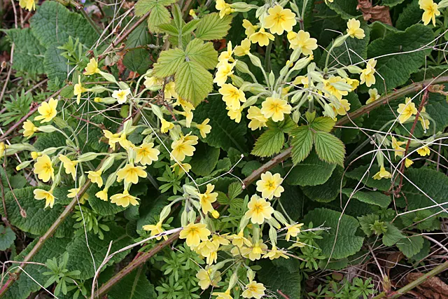 English Primrose (Primula X Polyantha) — plant English Primroses 6 to 12 inches apart in fertile; a hybrid of Primula vulgaris and Primula veris, image 71