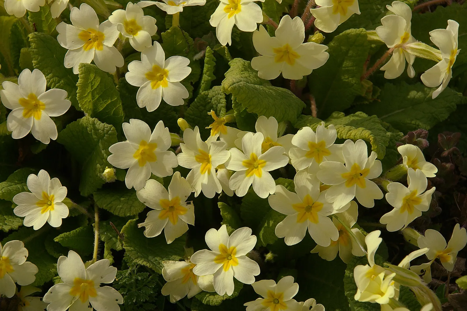 English Primrose (Primula X Polyantha) — Flourishing in zones 3-8, it reaches 6-12 inches in height and spreads about 8-12 inches; well-draining, image 57