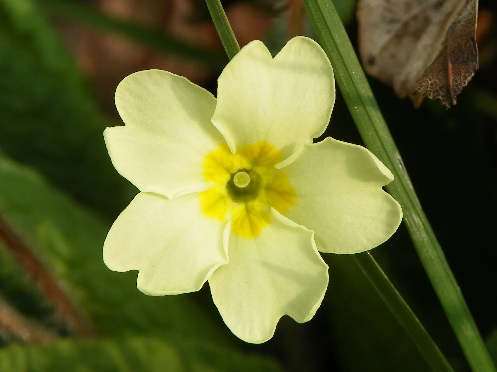 English Primrose (Primula X Polyantha) — annual / ground cover with blue blooms; plant English Primroses 6 to 12 inches apart in fertile, image 134