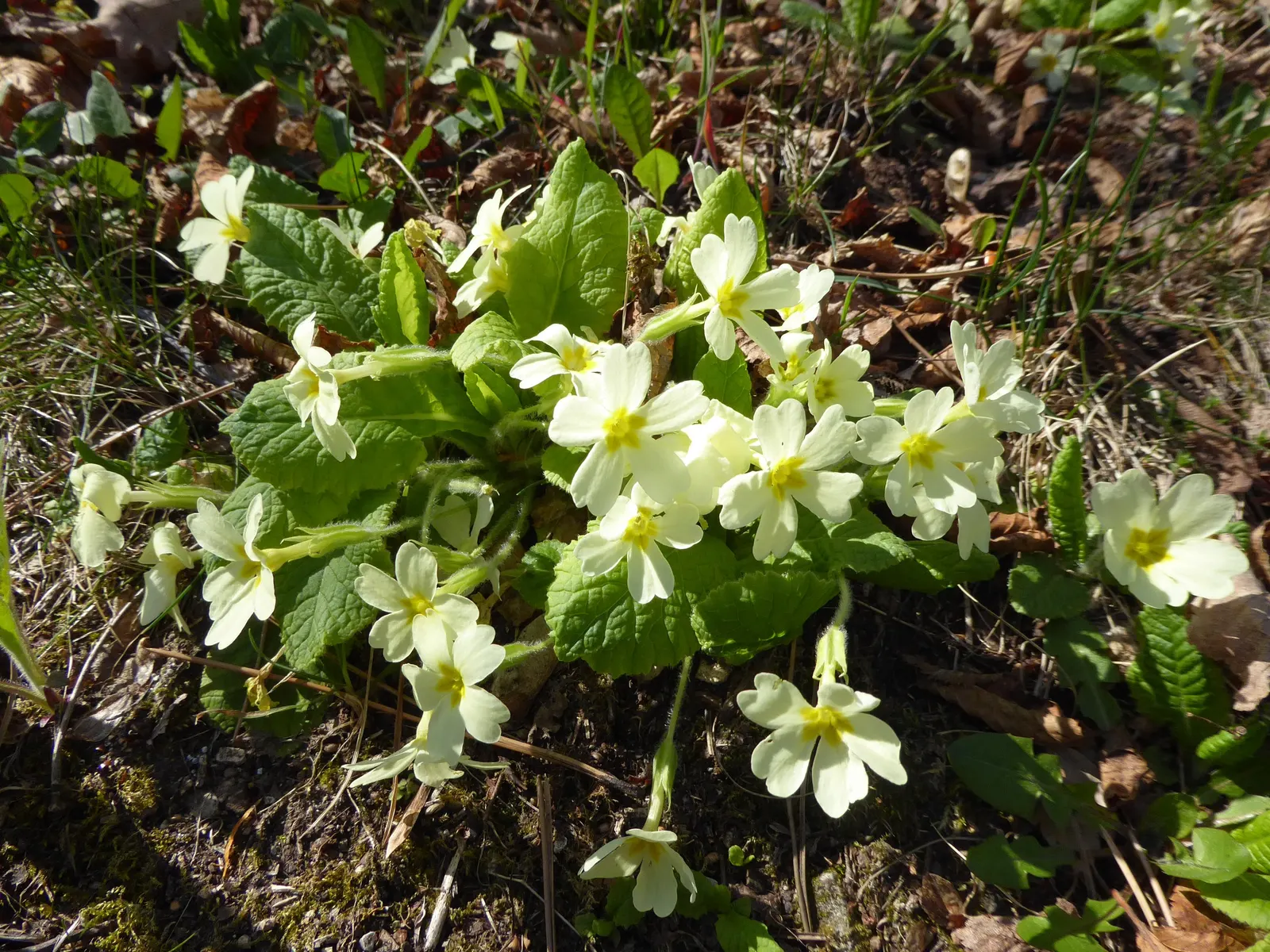 English Primrose (Primula X Polyantha) — Its lush rosettes and fragrant clusters are perfect for borders, rock gardens, or as ground cover, image 59