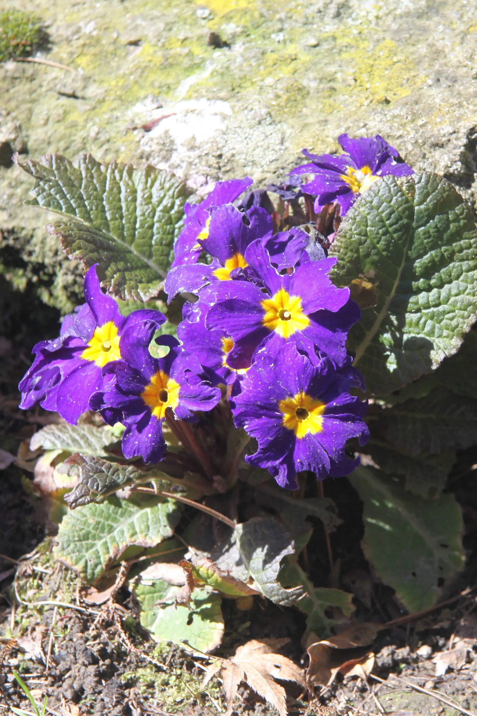 English Primrose (Primula X Polyantha) — Frequent watering is pivotal, especially during dry spells; offering a charming display of color when few, image 73