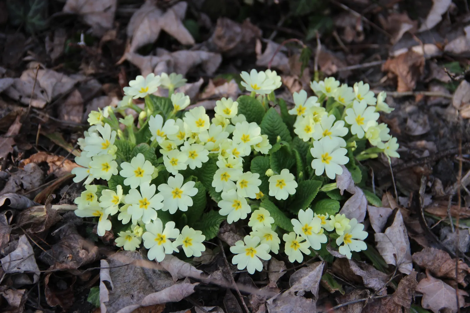 English Primrose (Primula X Polyantha) — well-draining soil with a pH between 6.0 and 7.0; with a variety of vibrant colors ranging from white, image 99