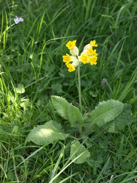 English Primrose (Primula X Polyantha) — <br><br>The English Primrose is notable for its rosette of oblong; making it an excellent ground cover or, image 64